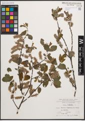 Foto von Salix cinerea L.